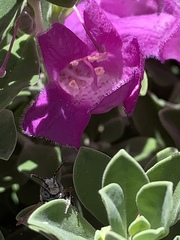 Anthophila
