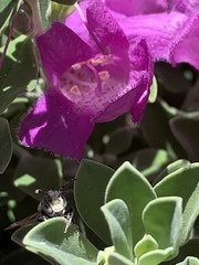 Anthophila