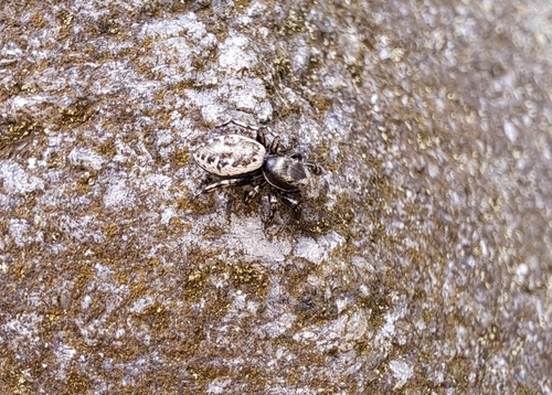 Hart's Jumping Spider