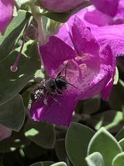 Anthophila