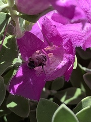 Anthophila