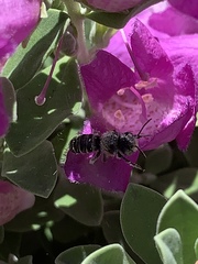 Anthophila