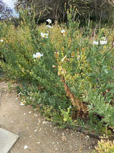 iNaturalist observation photo of Coulter's matilija poppy