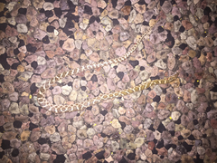 Arizona elegans elegans