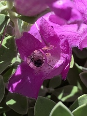 Anthophila