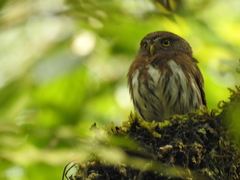 Glaucidium sanchezi
