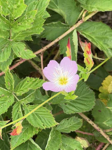 iNaturalist observation photo of Pinkladies
