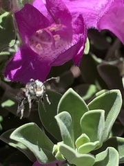 Anthophila