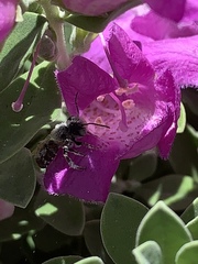Anthophila