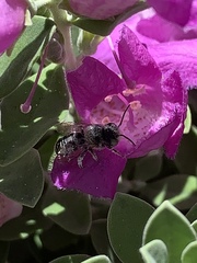 Anthophila