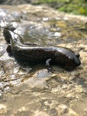 Desmognathus kanawha