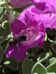 Anthophila