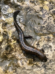 Desmognathus kanawha