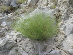 Artemisia marschalliana