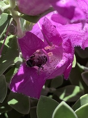 Anthophila