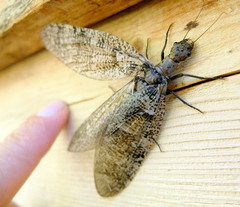 Orohermes crepusculus