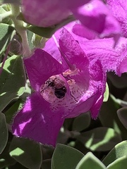 Anthophila