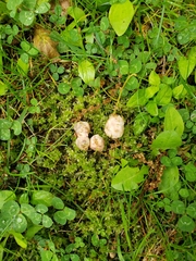 Callirhytis quercusoperator