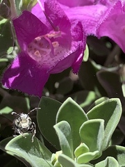 Anthophila