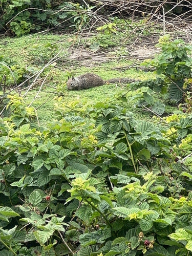iNaturalist observation photo of California Ground Squirrel