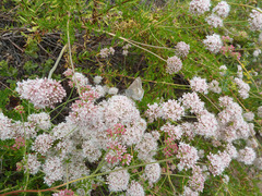 Satyrium tetra