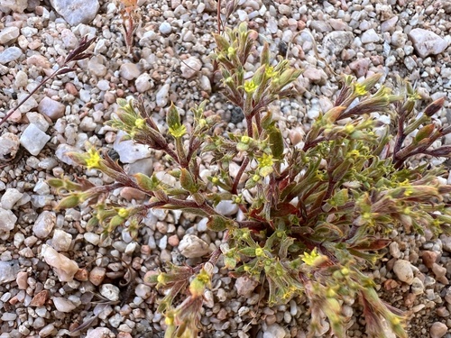 Image of Chorizanthe watsonii by (c) Steve Matson, some rights reserved (CC BY)