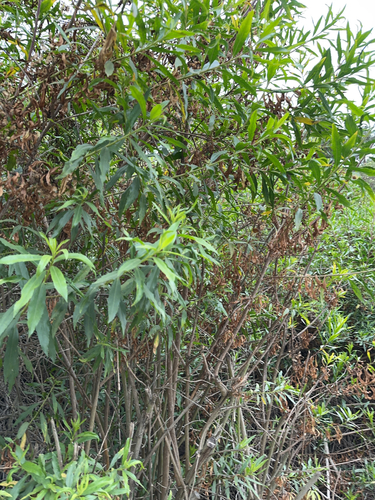 iNaturalist observation photo of mule fat