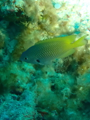 ニセモンツキスズメダイ