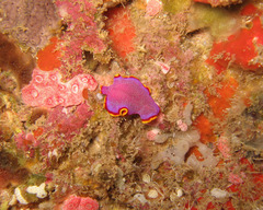 Pseudoceros ferrugineus