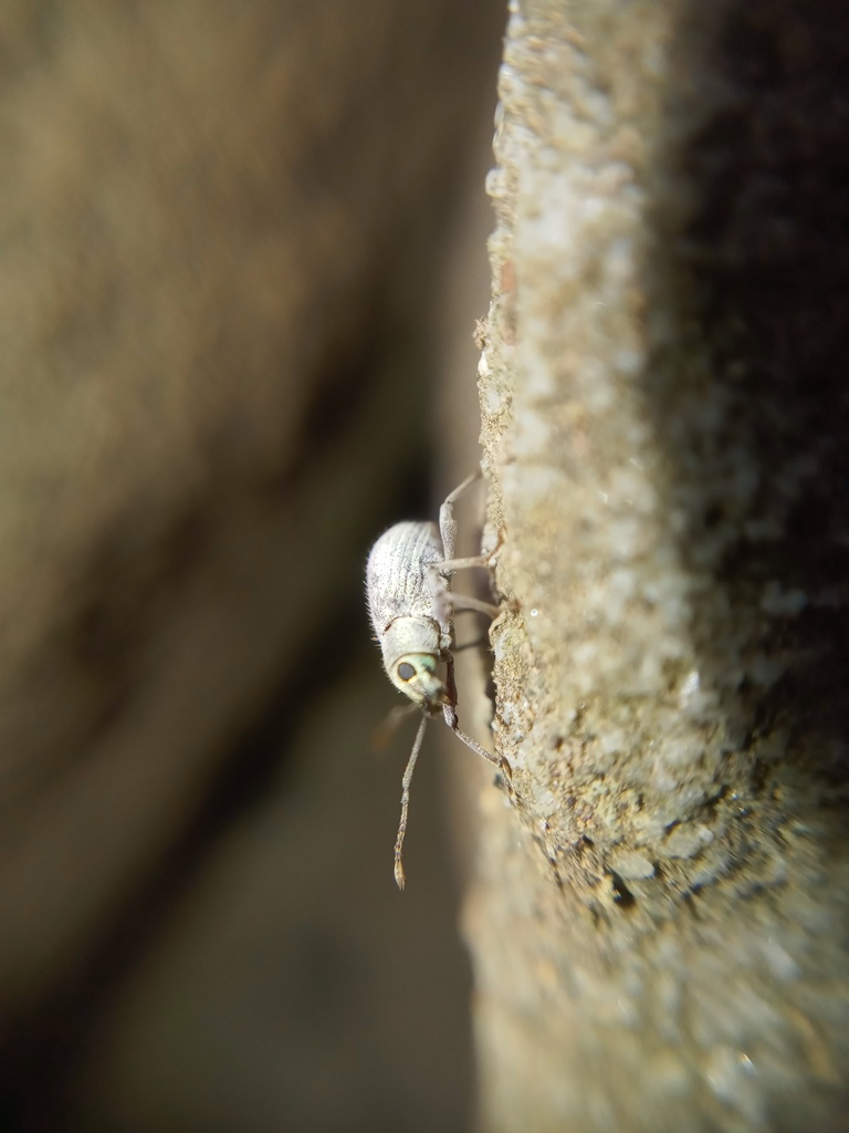 Asian Oak Weevil from Gauley Bridge, Virginia Occidental 25085, EE. UU ...