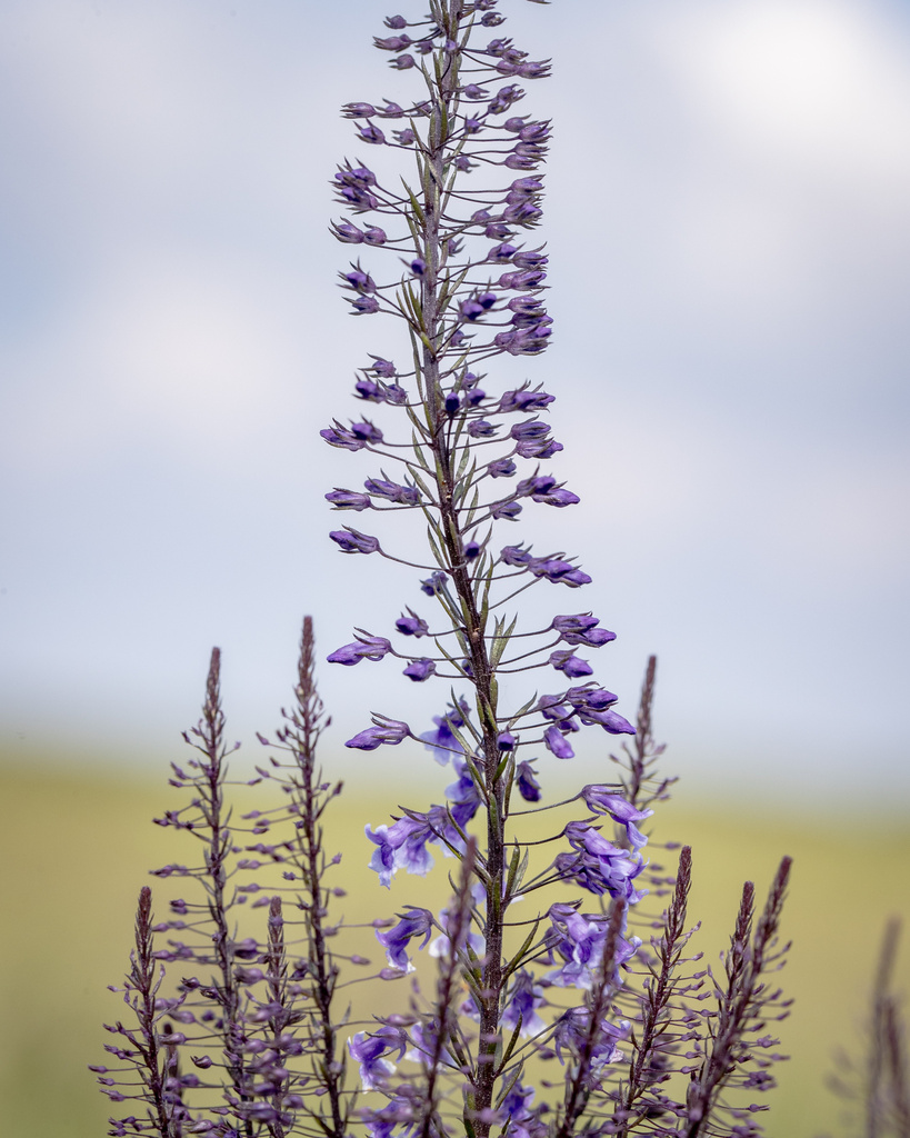 Anarrhinum longipedicellatum