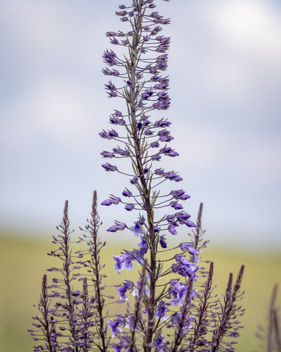 Anarrhinum longipedicellatum R.Fern.