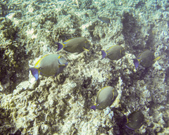 Acanthurus dussumieri