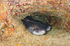 Conger marginatus