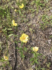 Crocanthemum canadense