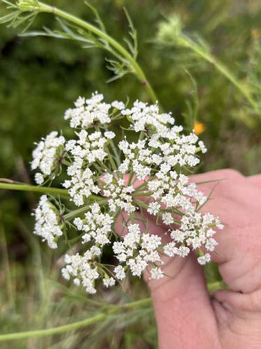 Meadow Daucosma (Daucosma laciniata)