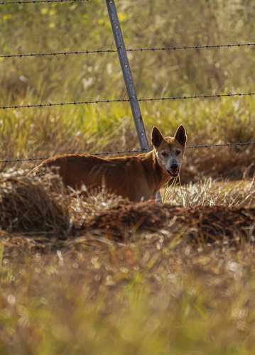Dingo