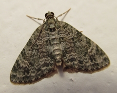 Hammaptera parinotata