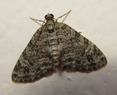 Hammaptera parinotata