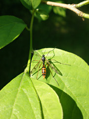 Ptychoptera quadrifasciata