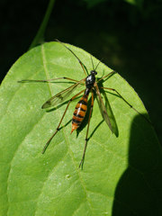 Ptychoptera quadrifasciata