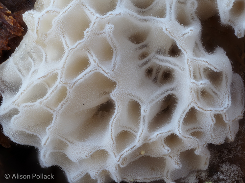 Ceratiomyxa porioides nuotrauka