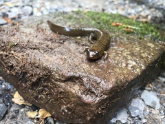 Desmognathus kanawha