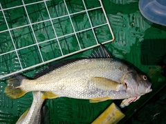 Chu's Croaker photo 2
