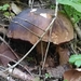 Kızıl bolet (Neoboletus erythropus)