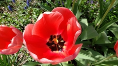 Tulipa