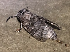 Prionoxystus macmurtrei