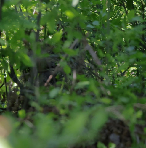 Gray Wolf photographed in Wisconsin