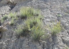 Artemisia salsoloides