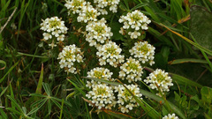 Triphysaria floribunda